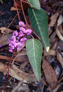 APII jpeg image of Hardenbergia violacea  © contact APII