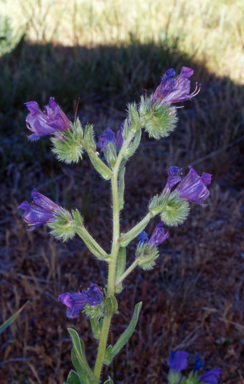APII jpeg image of Echium plantagineum  © contact APII