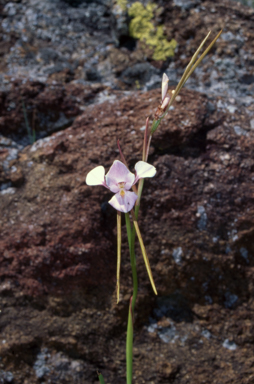 APII jpeg image of Diuris punctata var. punctata  © contact APII