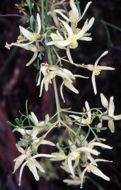 APII jpeg image of Clematis leptophylla  © contact APII