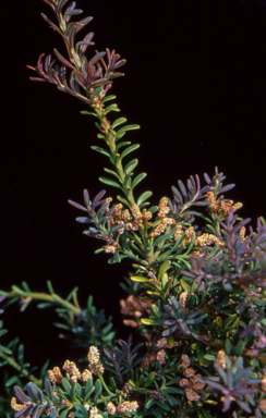 APII jpeg image of Podocarpus lawrencei  © contact APII