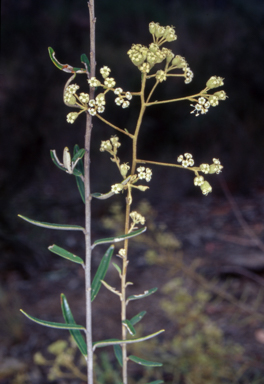 APII jpeg image of Astrotricha ledifolia  © contact APII
