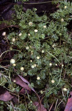 APII jpeg image of Cotula australis  © contact APII