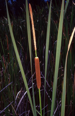 APII jpeg image of Typha orientalis  © contact APII