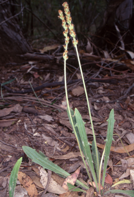APII jpeg image of Plantago debilis  © contact APII