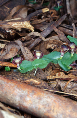 APII jpeg image of Corybas diemenicus  © contact APII