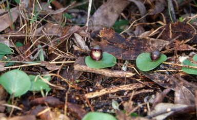APII jpeg image of Corybas incurvus  © contact APII