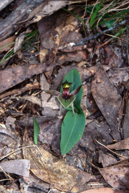 APII jpeg image of Chiloglottis valida  © contact APII