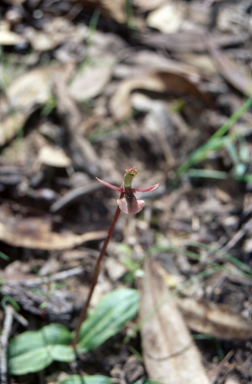 APII jpeg image of Chiloglottis trapeziformis  © contact APII