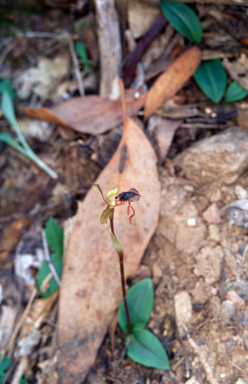 APII jpeg image of Chiloglottis trilabra  © contact APII