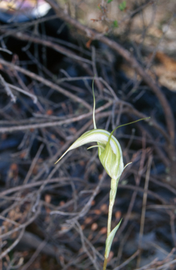APII jpeg image of Pterostylis revoluta  © contact APII