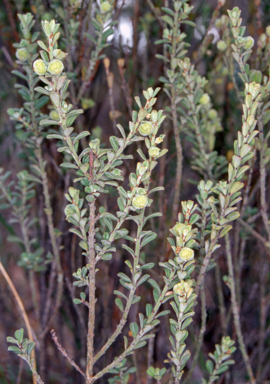 APII jpeg image of Phyllanthus hirtellus  © contact APII