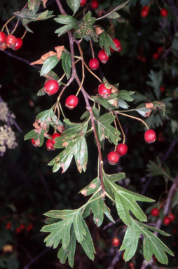 APII jpeg image of Crataegus monogyna  © contact APII