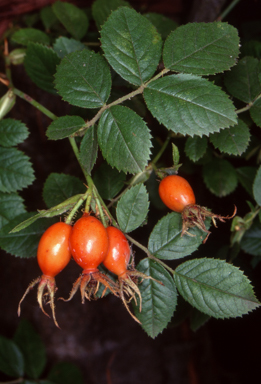 APII jpeg image of Rosa rubiginosa  © contact APII
