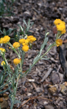 APII jpeg image of Chrysocephalum apiculatum  © contact APII