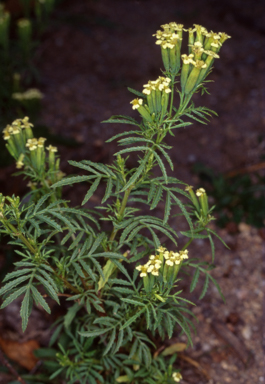 APII jpeg image of Tagetes minuta  © contact APII