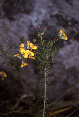 APII jpeg image of Dillwynia retorta  © contact APII