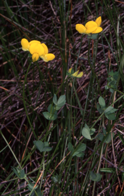APII jpeg image of Lotus corniculatus  © contact APII