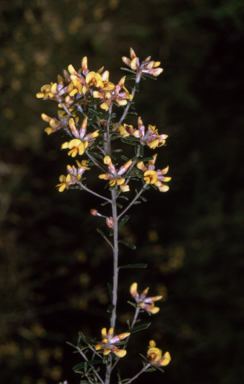 APII jpeg image of Pultenaea retusa  © contact APII