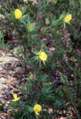 APII jpeg image of Pultenaea villifera var. villifera  © contact APII
