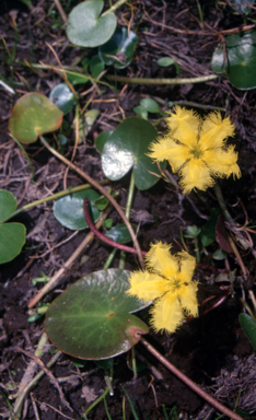 APII jpeg image of Nymphoides montana  © contact APII