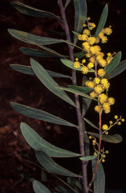APII jpeg image of Acacia kydrensis  © contact APII