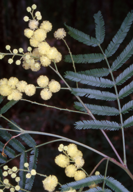 APII jpeg image of Acacia parramattensis  © contact APII