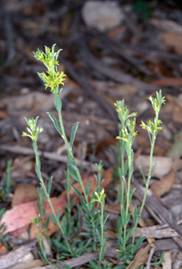 APII jpeg image of Pimelea curviflora var. sericea  © contact APII