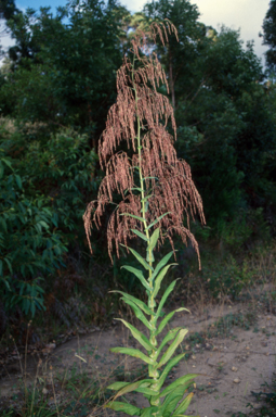 APII jpeg image of Calomeria amaranthoides  © contact APII