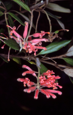 APII jpeg image of Grevillea irrasa subsp. didymochiton  © contact APII