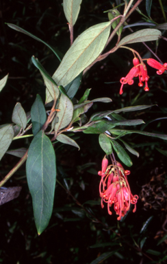 APII jpeg image of Grevillea rhyolitica subsp. rhyolitica  © contact APII