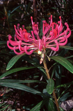 APII jpeg image of Telopea mongaensis  © contact APII