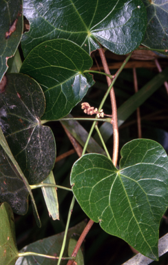 APII jpeg image of Sarcopetalum harveyanum  © contact APII