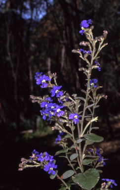 APII jpeg image of Dampiera purpurea  © contact APII