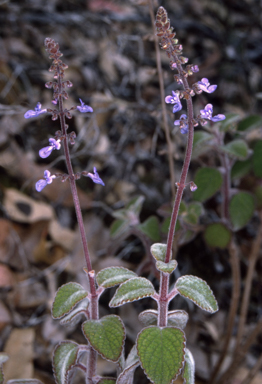 APII jpeg image of Coleus graveolens  © contact APII