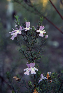 APII jpeg image of Westringia eremicola  © contact APII