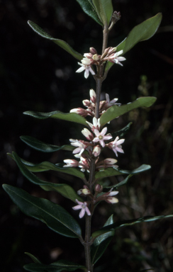 APII jpeg image of Leichhardtia suaveolens  © contact APII