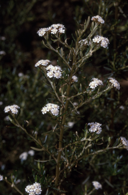 APII jpeg image of Ozothamnus thyrsoideus  © contact APII