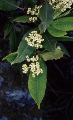 APII jpeg image of Ceratopetalum apetalum  © contact APII