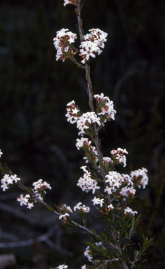 APII jpeg image of Leucopogon microphyllus var. pilibundus  © contact APII