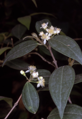 APII jpeg image of Rhodamnia rubescens  © contact APII