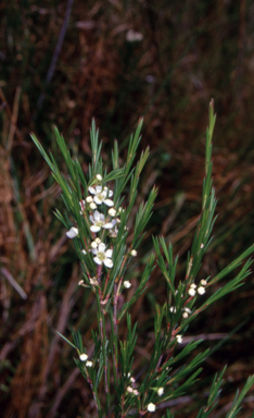 APII jpeg image of Baeckea linifolia  © contact APII