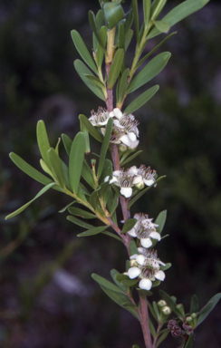 APII jpeg image of Leptospermum emarginatum  © contact APII
