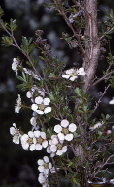 APII jpeg image of Leptospermum myrsinoides  © contact APII