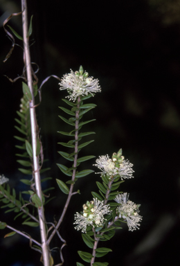 APII jpeg image of Melaleuca biconvexa  © contact APII