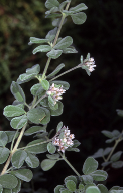 APII jpeg image of Zieria littoralis  © contact APII