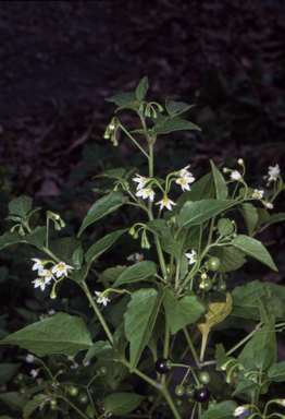 APII jpeg image of Solanum americanum  © contact APII
