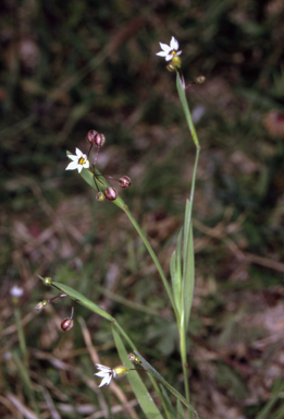 APII jpeg image of Sisyrinchium rosulatum  © contact APII