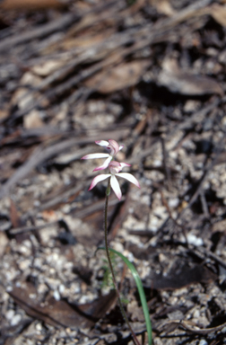 APII jpeg image of Caladenia clarkiae  © contact APII