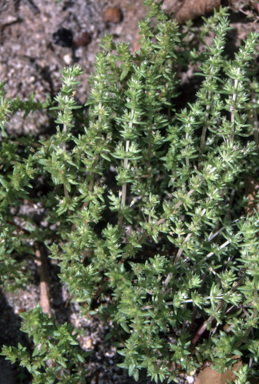 APII jpeg image of Crassula sieberiana  © contact APII